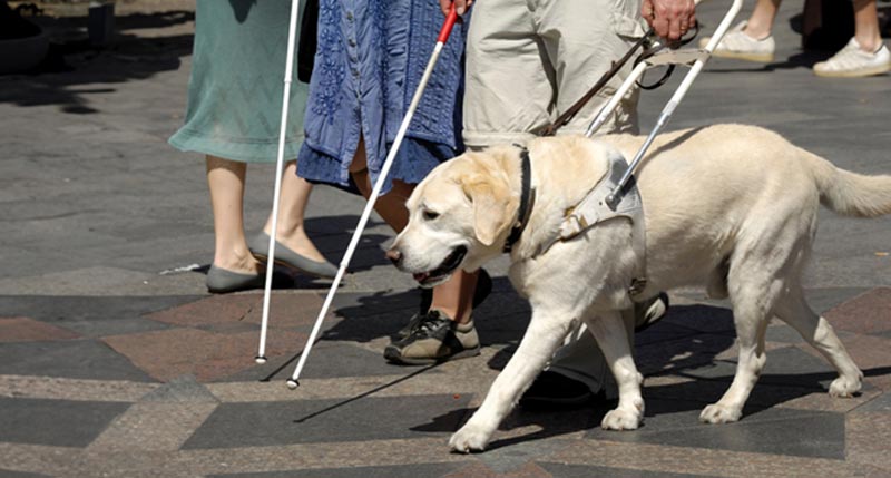 guide dogs adult pediatric eyecare local eye doctor near you.jpg